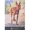 2 Euros Malte 2026 B.U. - Le Chien Pharaon